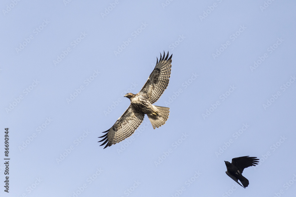 Fototapeta premium Red-tailed Hawk