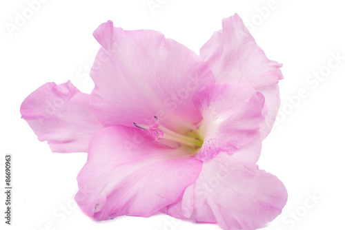 gladiolus flower closeup