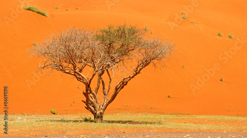 A tree with a dune backdrop in Wadi Sumayni in Oman - close to the UAE.