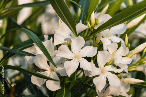 Tableau sur toile close up of white oleander flowers in bloom