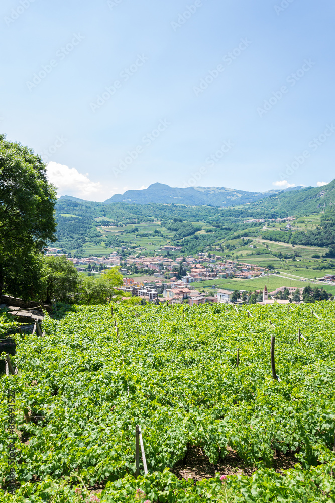 Italian north landscape with vineyards near the Garda Lake