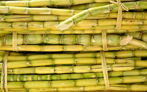 Bundles of Sugar Cane