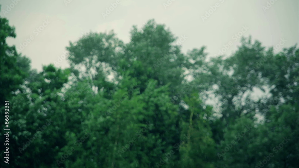Strong summer rain, windy trees (focus in rain, blured trees background) Strong summer rain, windy trees (focus in rain, blured trees background)