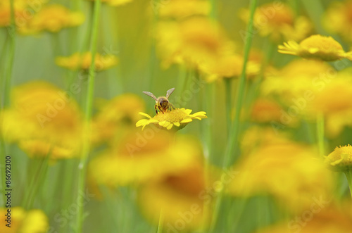 カモミールの花にとまるミツバチ
