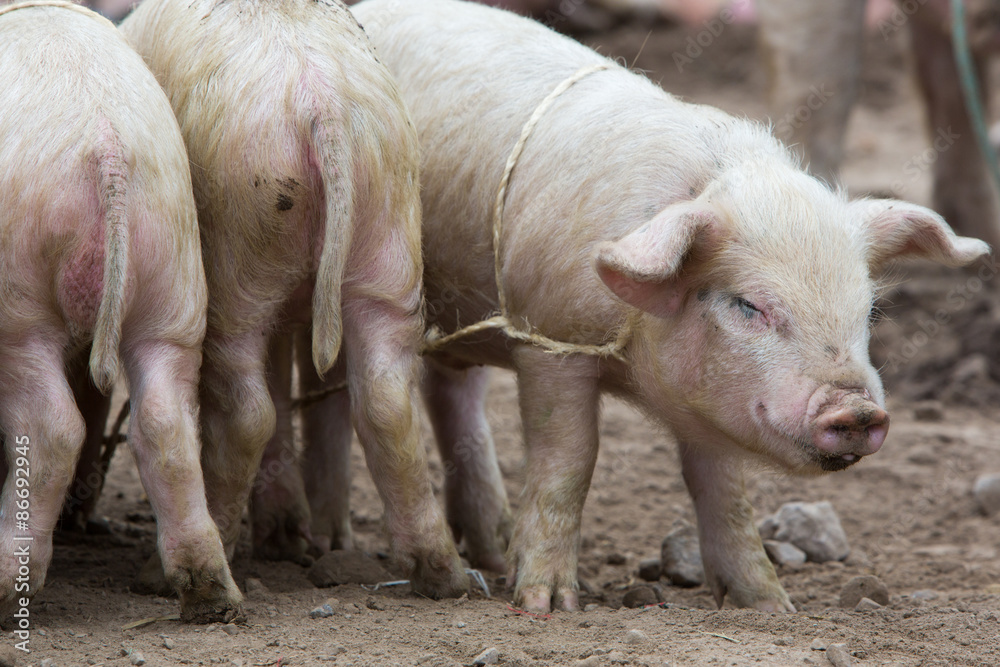 Pink pigs wallowing in the mud Pink pigs wallowing in the mud