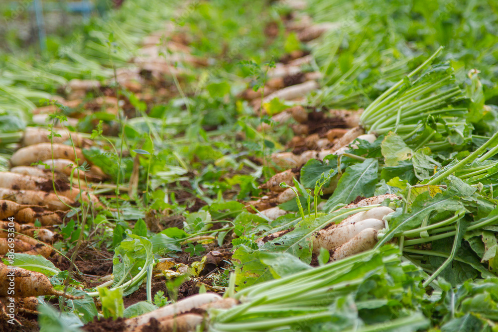 Radishes