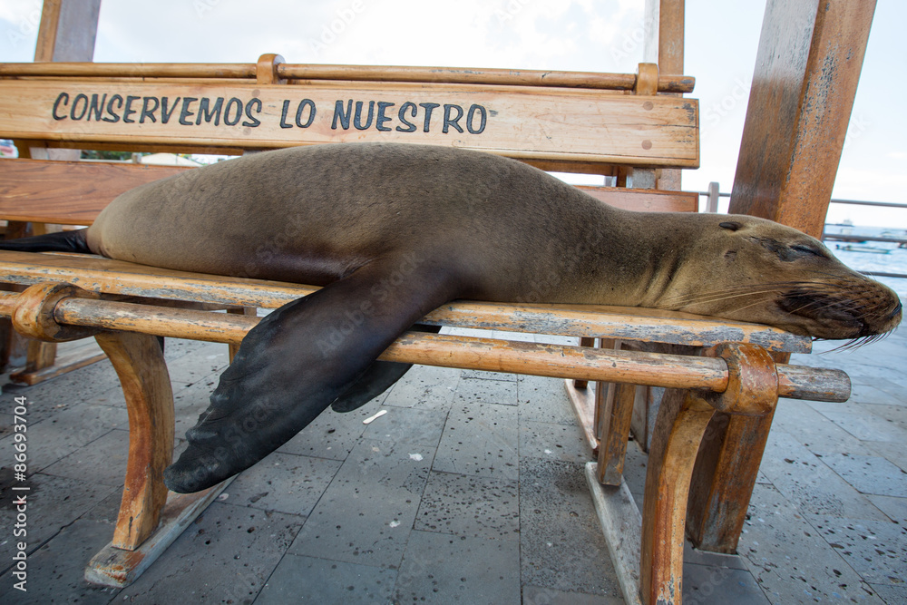 Fototapeta premium Sleeping Sea Lion on a bench, Galapagos Islands