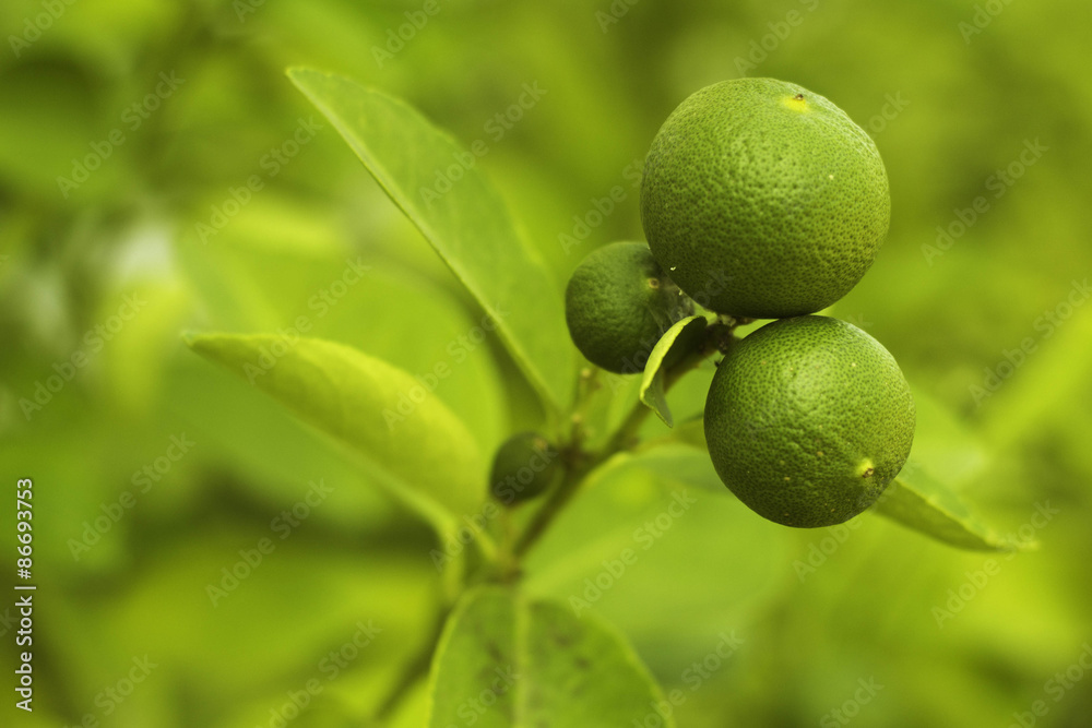 lemon lemon