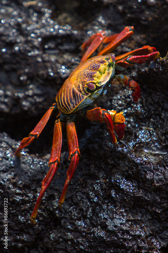 Sally Lightfoot Crab or Red Rock Crab, Galapagos Islands