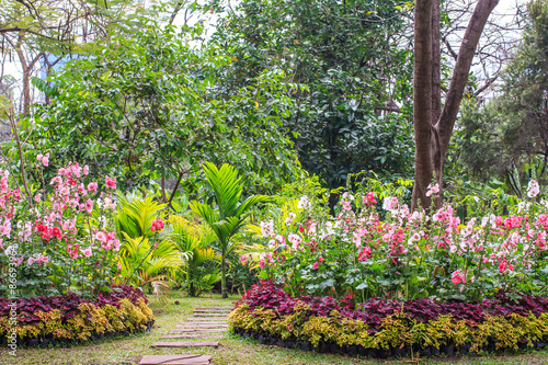 Fototapeta Naklejka Na Ścianę i Meble -  Beautiful Hollyhock Flowers and Stone Pathway in Garden.