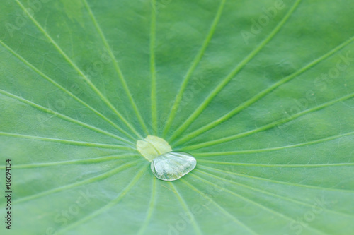Drops of Water on Lotus Leaf.