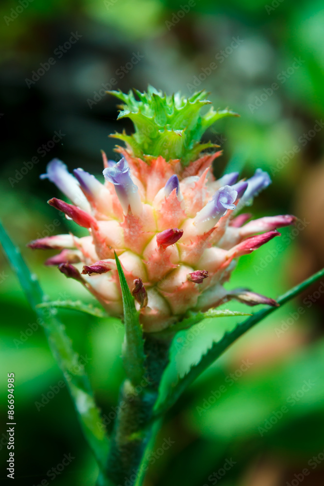 Little pineapple or Bromeliad for decorate. Little pineapple or Bromeliad for decorate.