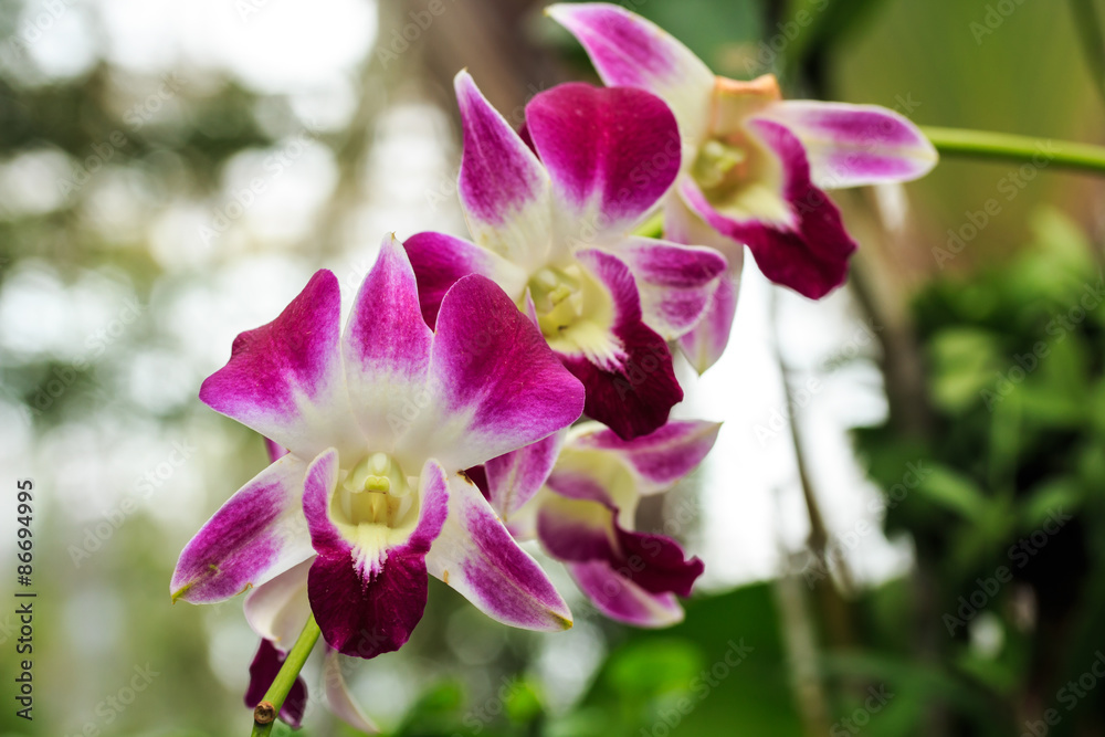 Beautiful Pink Orchid.