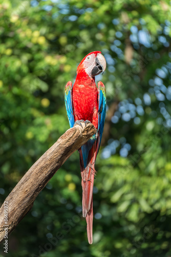 Red Macaw on the tree