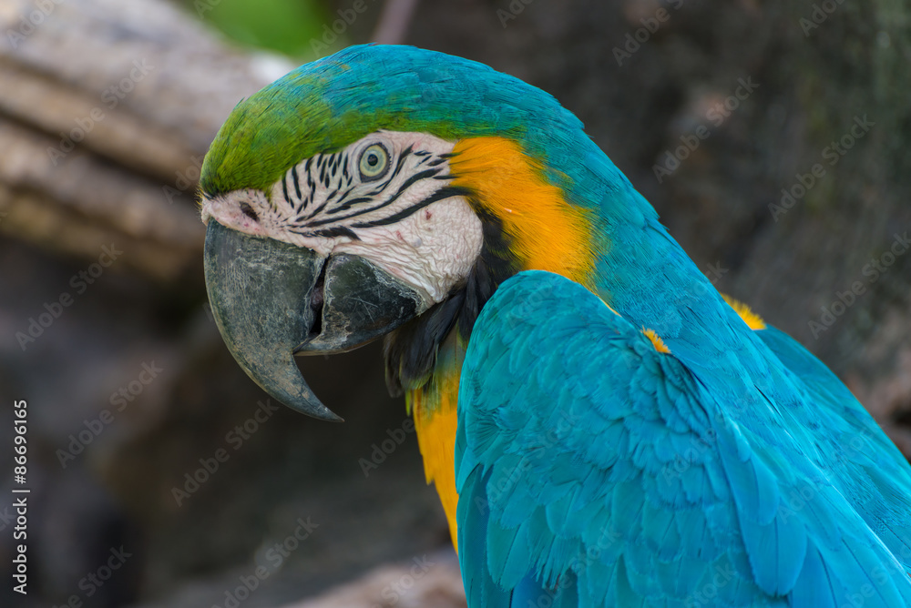 Beautiful Blue macaw Head shot