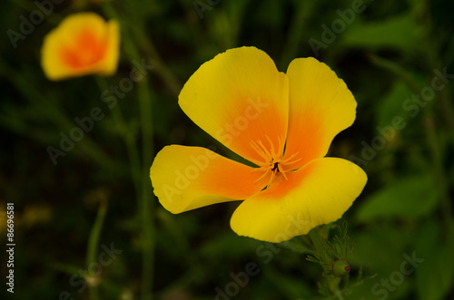 Yellow wild lily flower