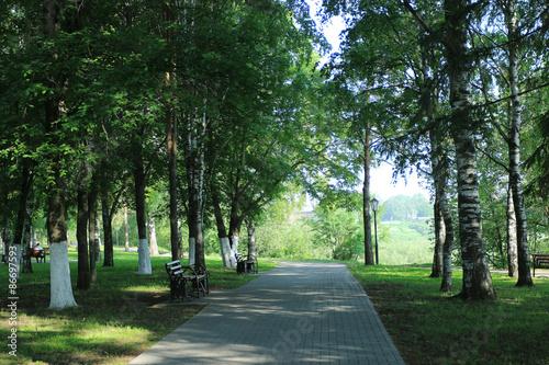 forest landscape in summer europe pine