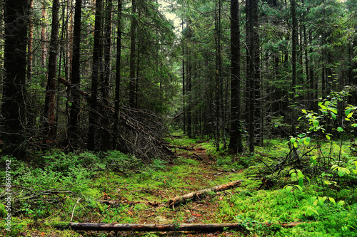Naklejka autumn forest landscape Indian Summer