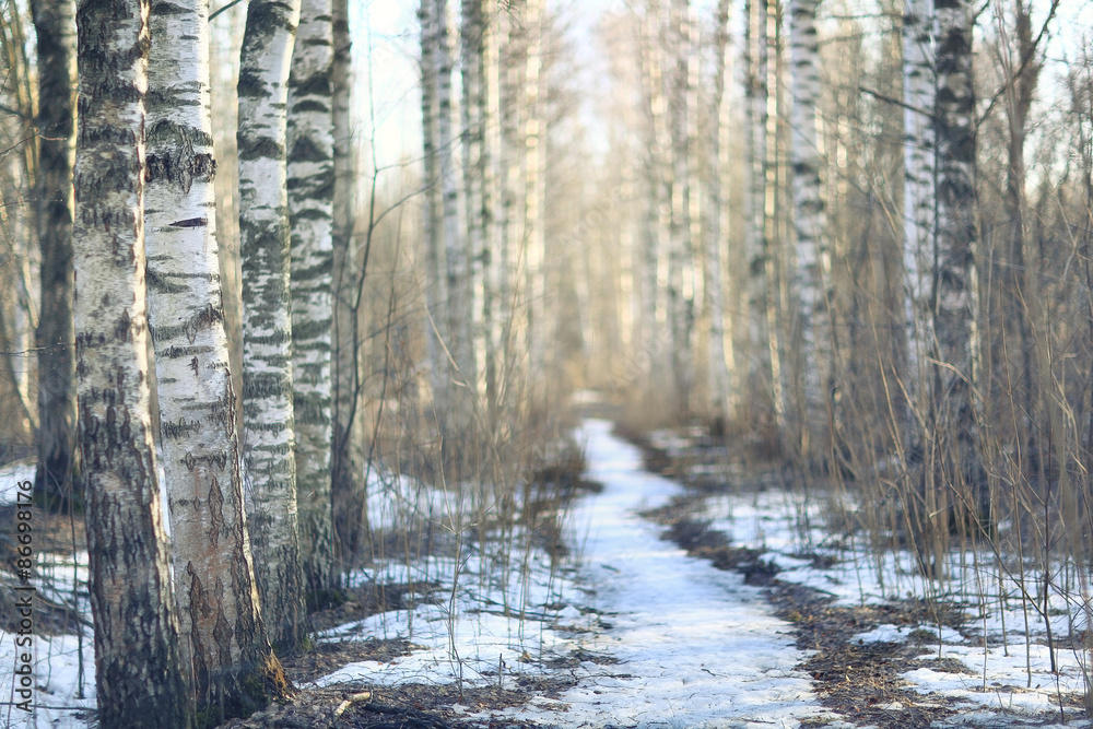 Obraz premium landscape blurred autumn forest