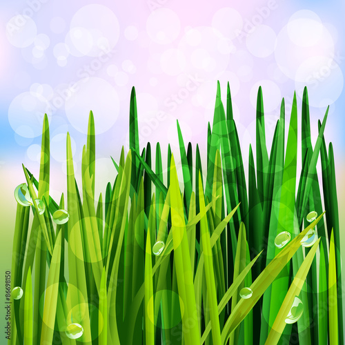 Spring Grass