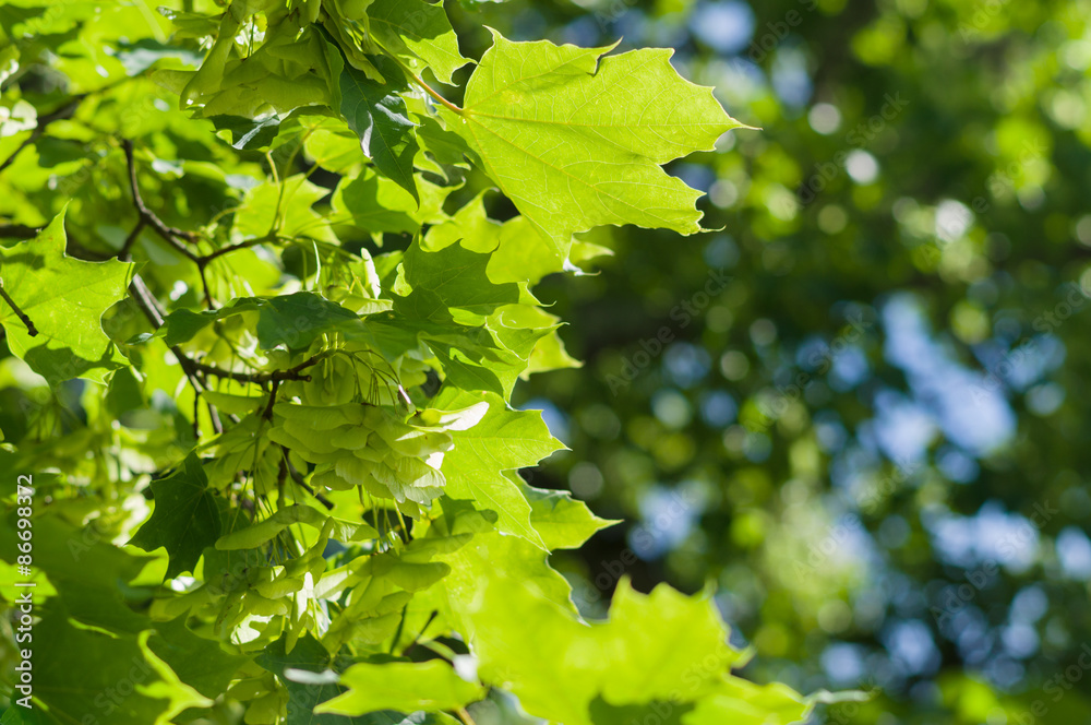 Maple tree branch with bunch of seeds, summer nature background Maple tree branch with bunch of seeds, summer nature background