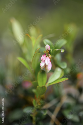 Bush of a young bilberry in the summer closeup