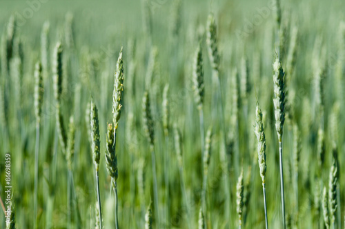 Narrow depth of green wheat field and blurred background