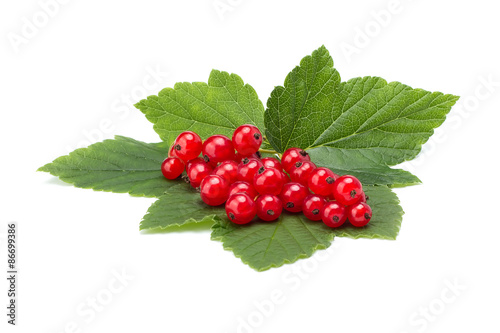 red currant