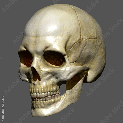 Human Skull photo