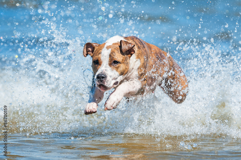 American staffordshire terrier dog running in the water with a lot of splashing