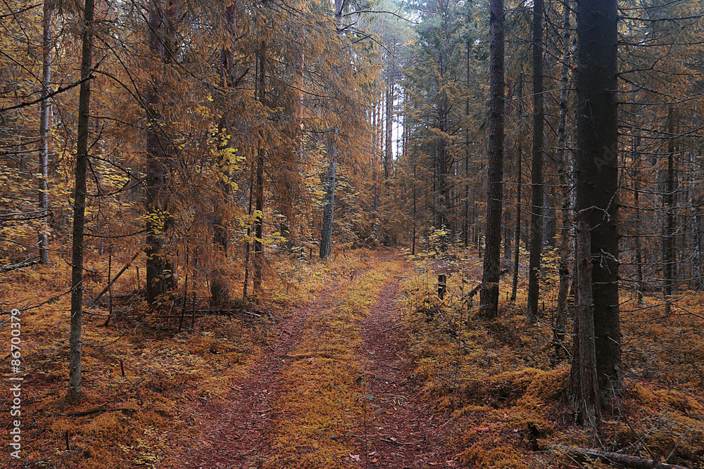 Obraz premium The path in the autumn forest