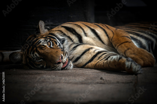 bengal tiger sleeping