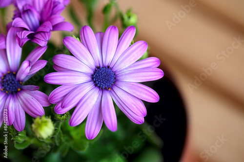 Fototapeta Naklejka Na Ścianę i Meble -  beautiful purple daisies with space for text