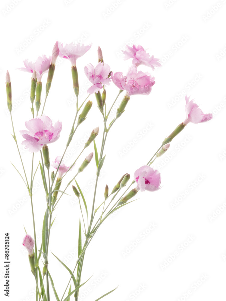 beautiful bouquet of pink carnations beautiful bouquet of pink carnations