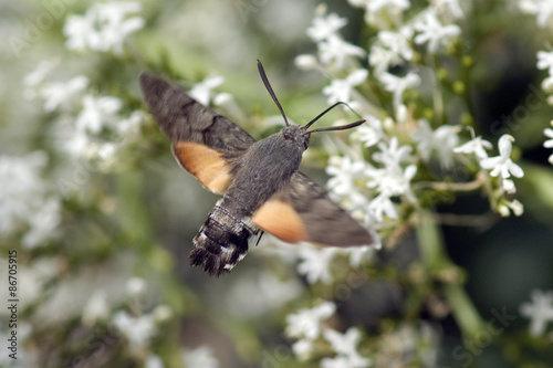 Taubenschwaenzchen; Macroglossum; stellatarum;