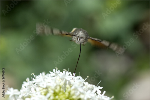 Taubenschwaenzchen; Macroglossum; stellatarum; photo