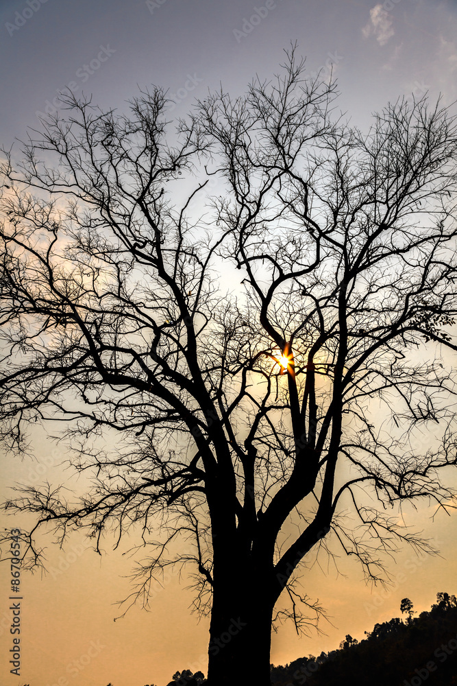 Silhouette of a tree