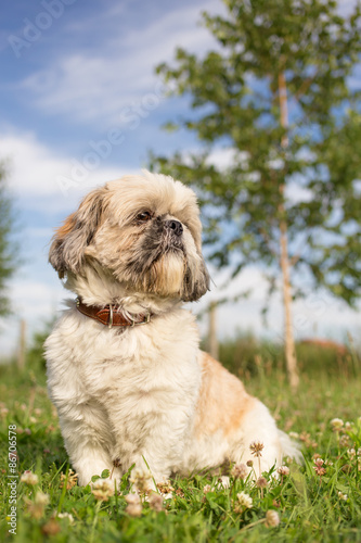 Obraz na plátně Cute funny shih tzu breed dog outdoors in a park