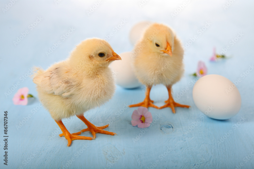 Yellow chickens and eggs Yellow chickens and eggs