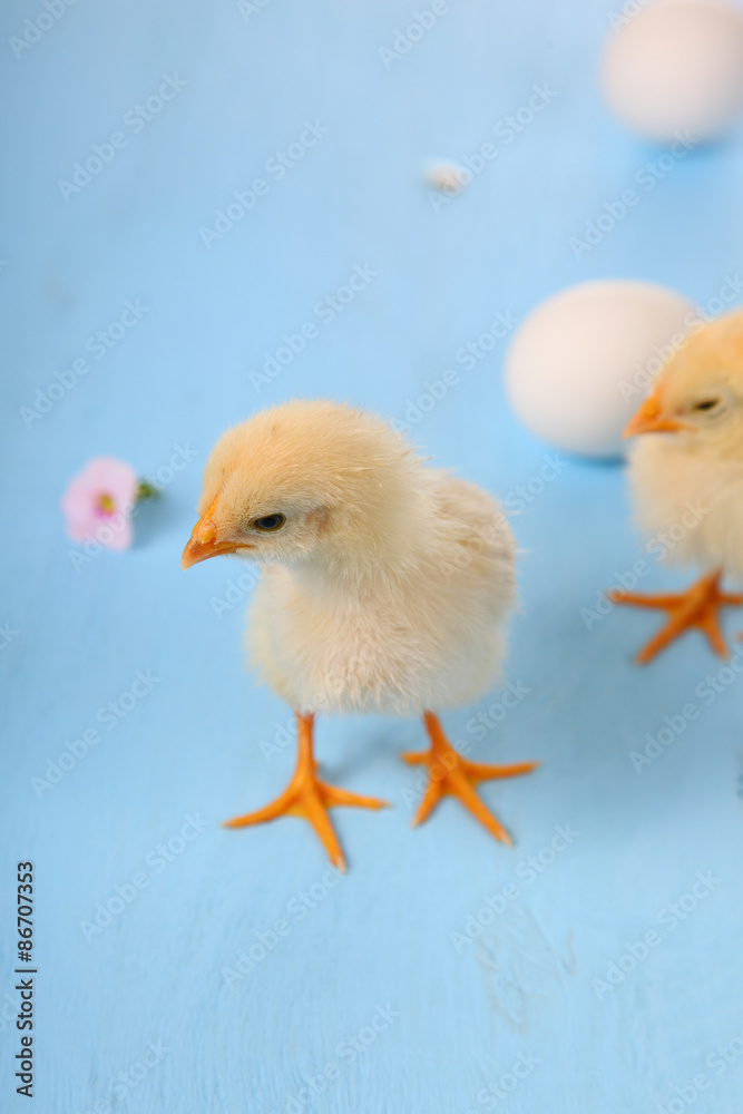 Yellow chickens and eggs