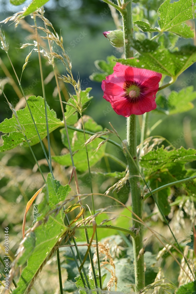Stockrose Stockrose