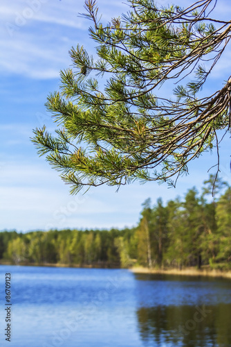 Blur background landscape with a lake and a pine branch