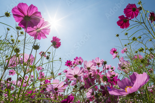 Cosmos field
