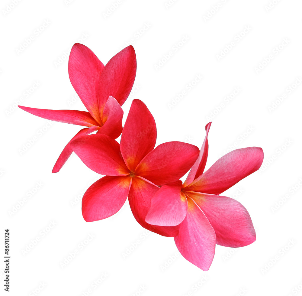  frangipani (plumeria) flowers on white background - obrazy, fototapety, plakaty 