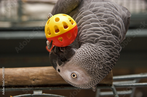 African Grey Parrot Playing with a Toy