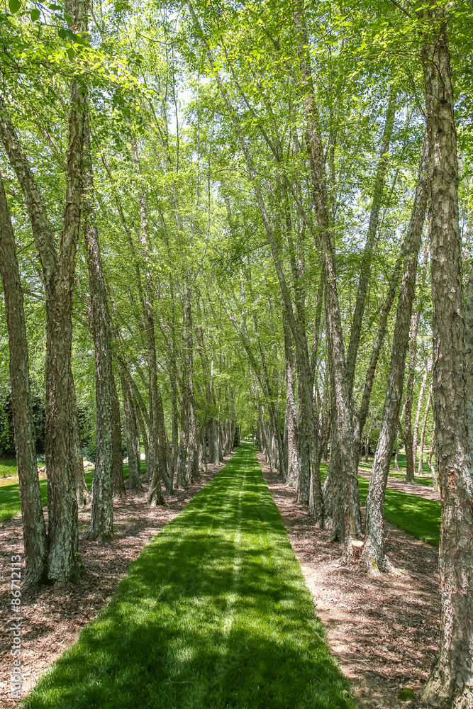 Lines of Beautiful River Birches