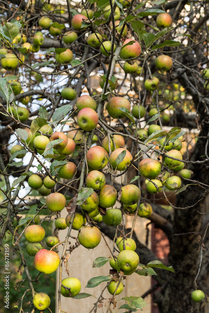 Apple trees in an orchard, with apples ready for harvest Apple trees in an orchard, with apples ready for harvest