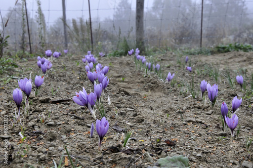 ZAFFERANO (Crocus sativus) coltivazione biologica in Basso Piemonte (Monferrato). Dallo stimma trifido si ricava la spezia, utilizzata in cucina e in alcuni preparati medicinali.  photo