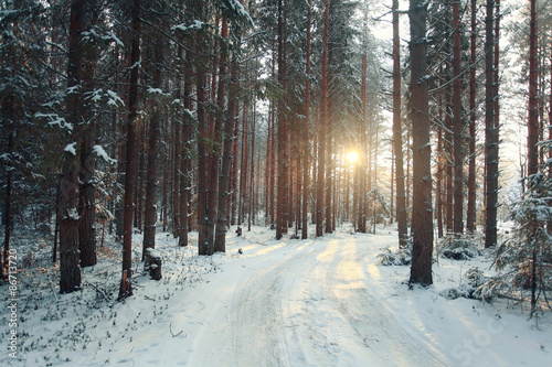 landscape snow trees dense forest in winter © kichigin19