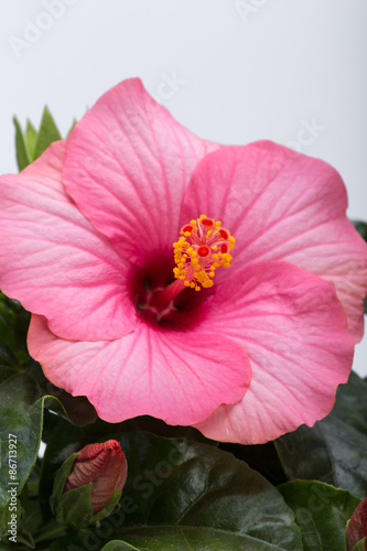 pink hibiscus flower isolated on white background